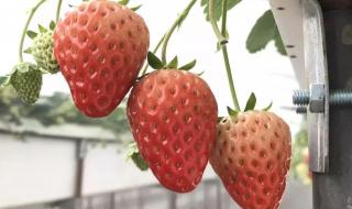 什么季节的草莓最好